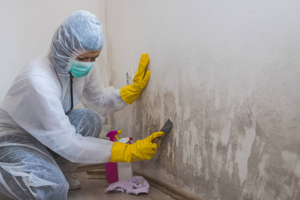 Best Localized Mold Remediation (e.g., coastal areas, humid climates) in Winter Gardens, CA