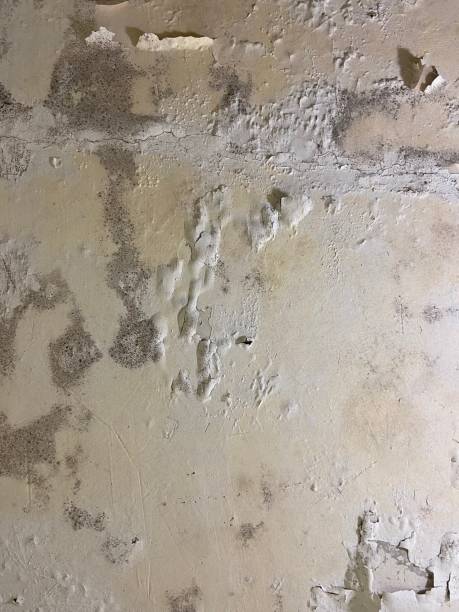 Best Health and Safety Mold Remediation in Winter Gardens, CA