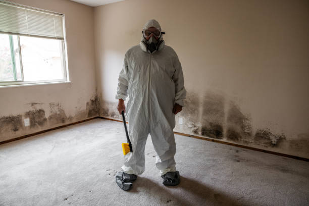 Reliable Winter Gardens, CA Mold Remediation Solutions