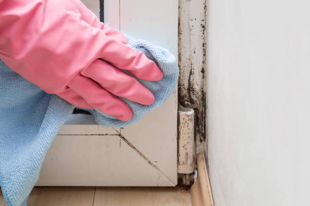 Best White Mold Remediation in Winter Gardens, CA